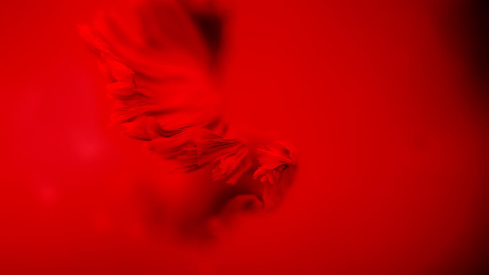 Tiger Woods’ Sun Day Red line is now available: What you need to know Embracing Tiger's Expertise: Tips for Maximizing Performance with Sunday Red