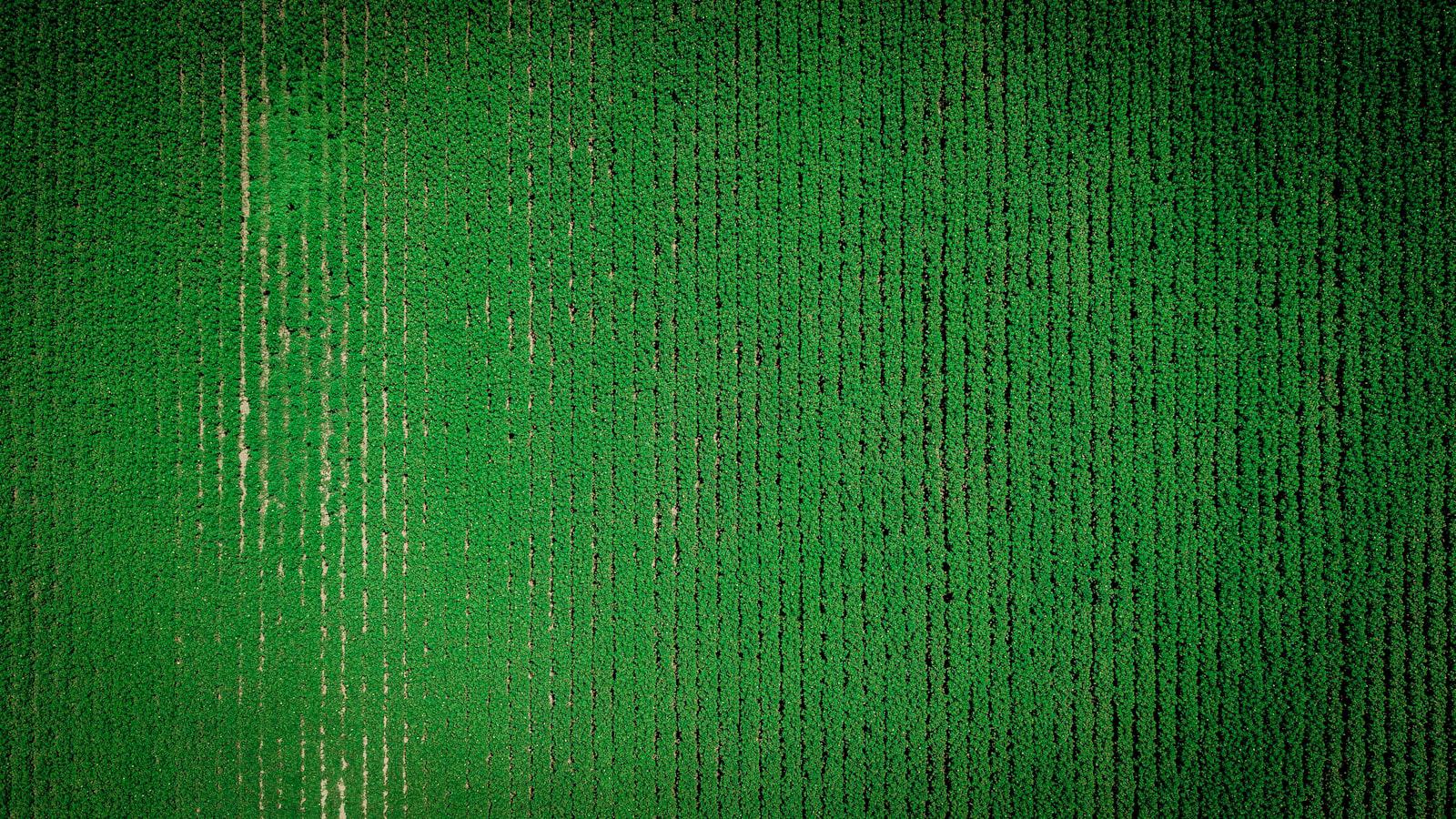 * Decoding Green⁣ Speed: Adjusting ⁣Stroke and​ Tempo for Optimal Results