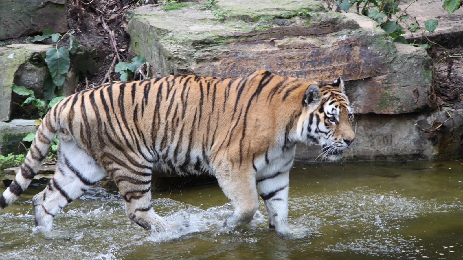 - Tiger faces uphill battle in PIF negotiations
