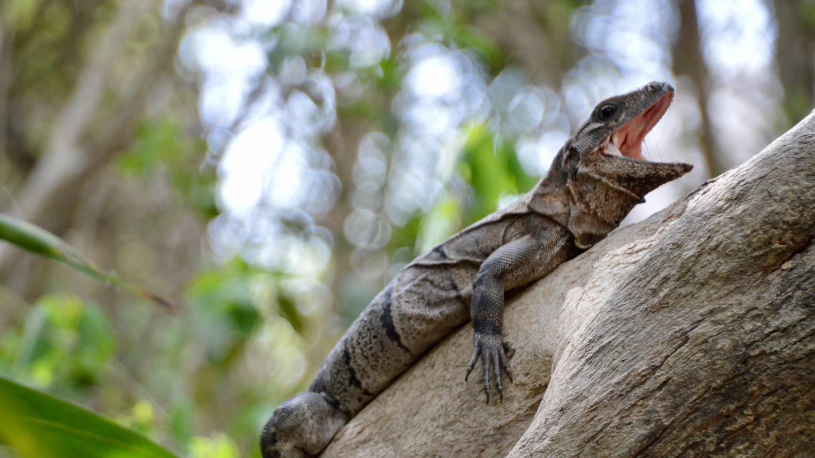 TaylorMade's new taco-logoed golf balls are selling in a hurry TaylorMade's new taco-logoed golf balls are selling in a hurry