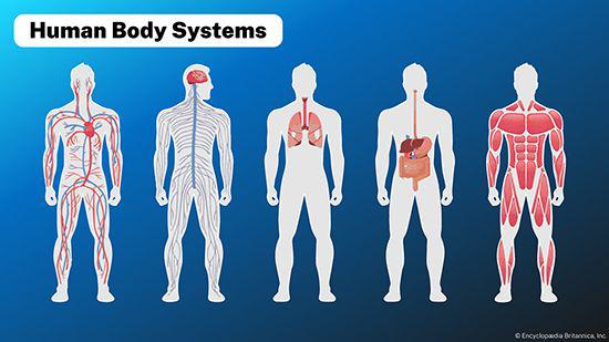 -‍ Altitudes Impact on ‍Golfers Physiology