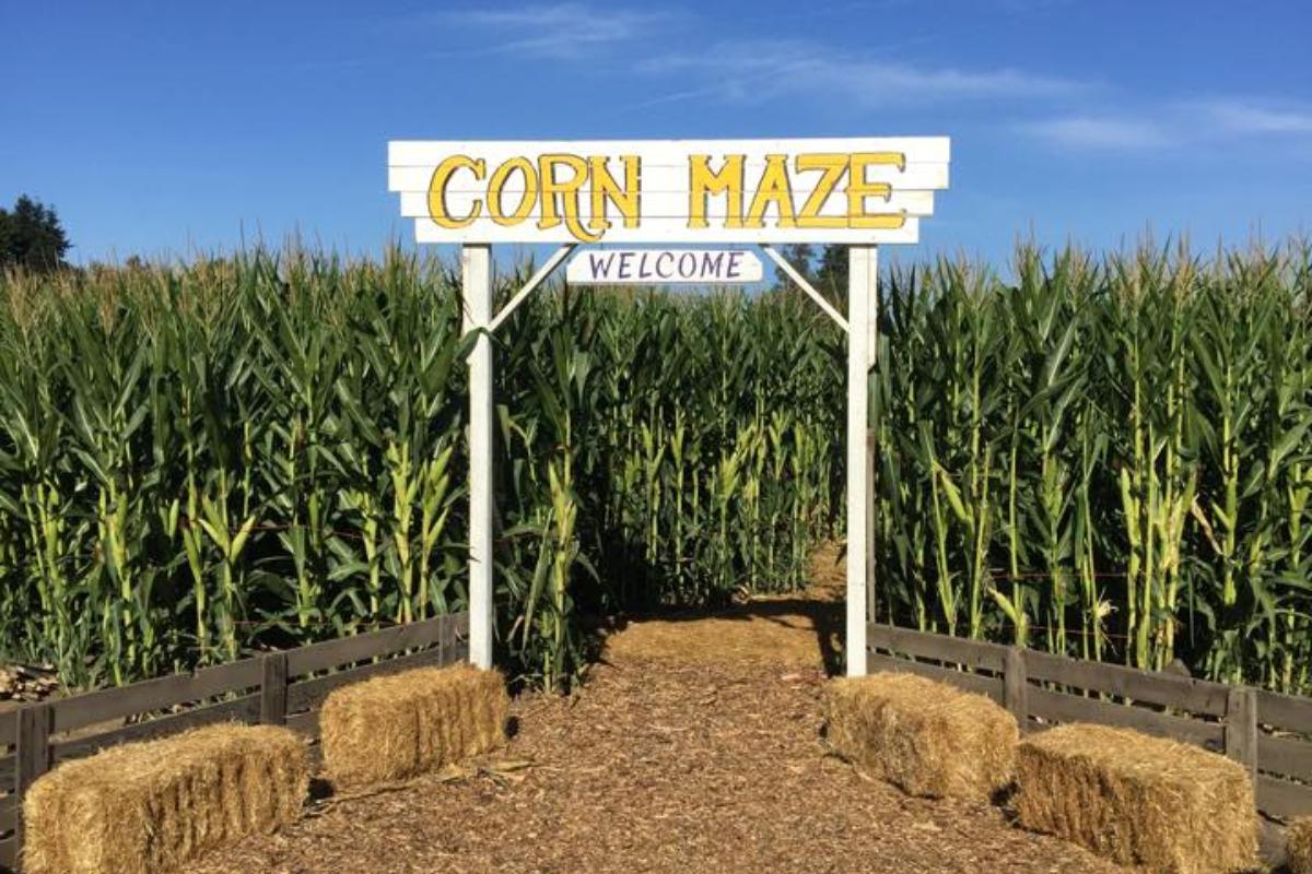 Never get distracted in a corn maze 🌽 #TheMiddle #AxlHeck #BrickHeck #Shorts