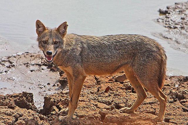Eddie Redmayne as The Jackal