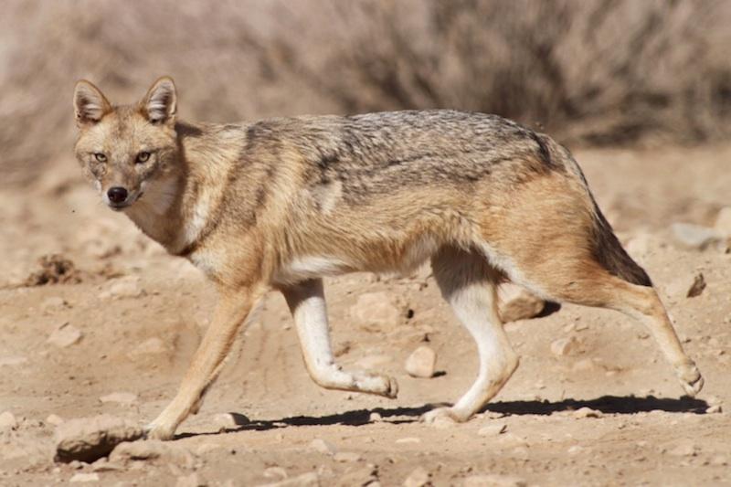 **Unmasking the Jackal: An Exclusive Sneak Peek into “The Day of the Jackal”**