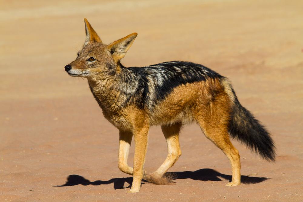 - Unmasking The Identity Of The Jackal