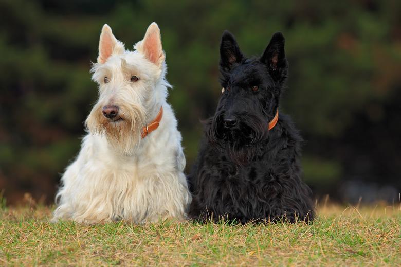 Scottie