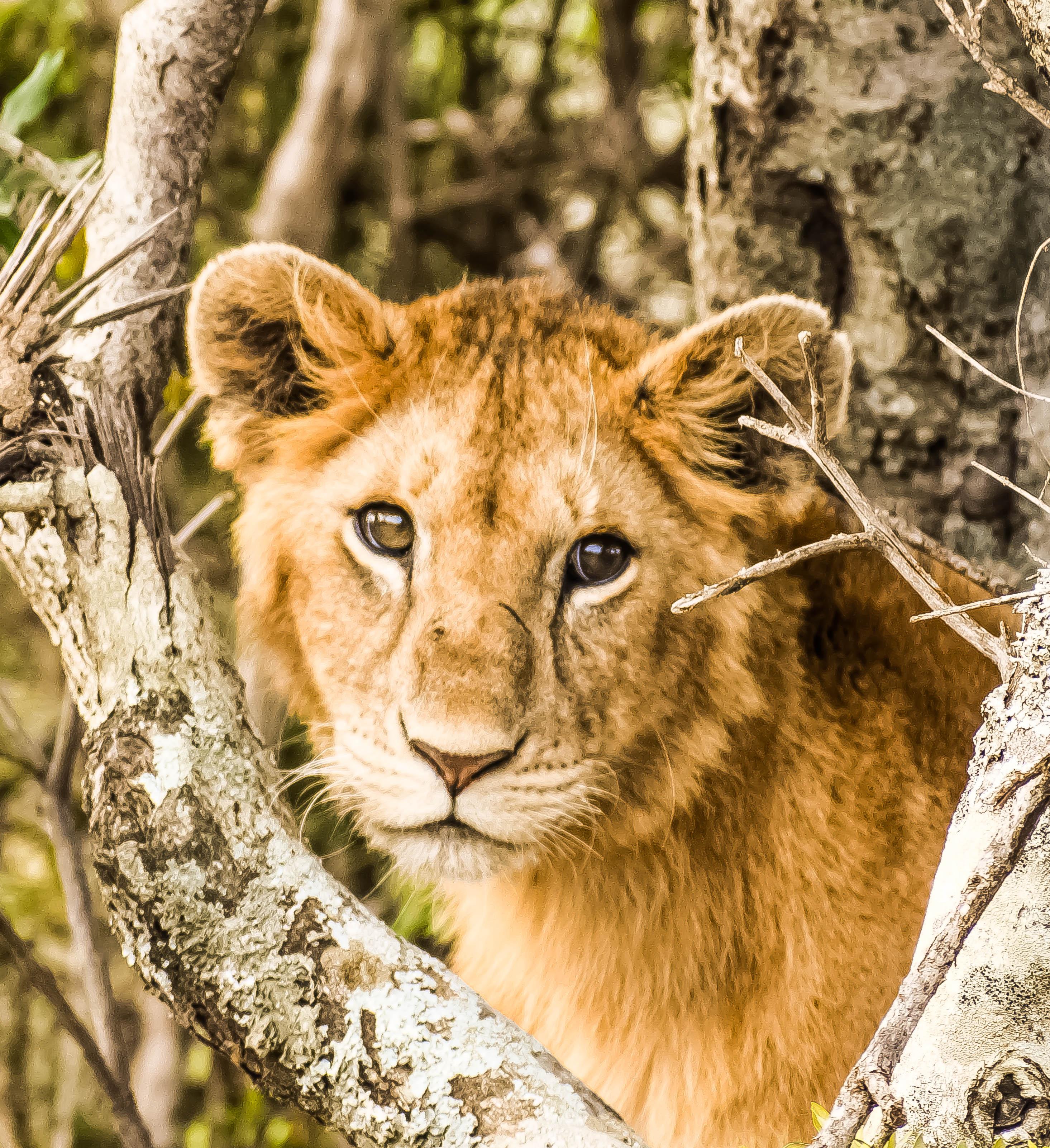 Nature's Beauty: Unforgettable Encounters with ‍Wildlife