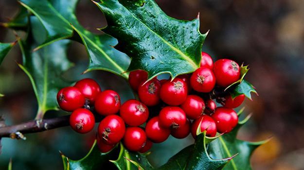 Christmas⁣ Plants