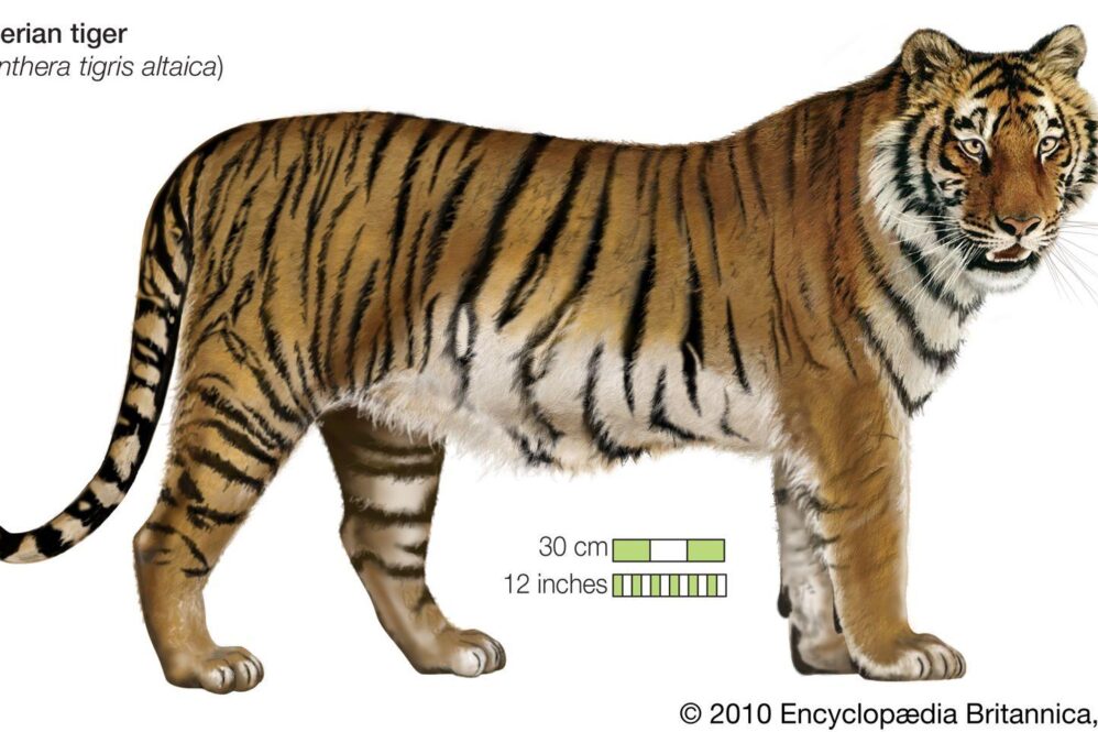 **”Tiger Triumphs: Jupiter Links Roars Past Rory’s Boston Squad in Thrilling TGL Showdown!”**