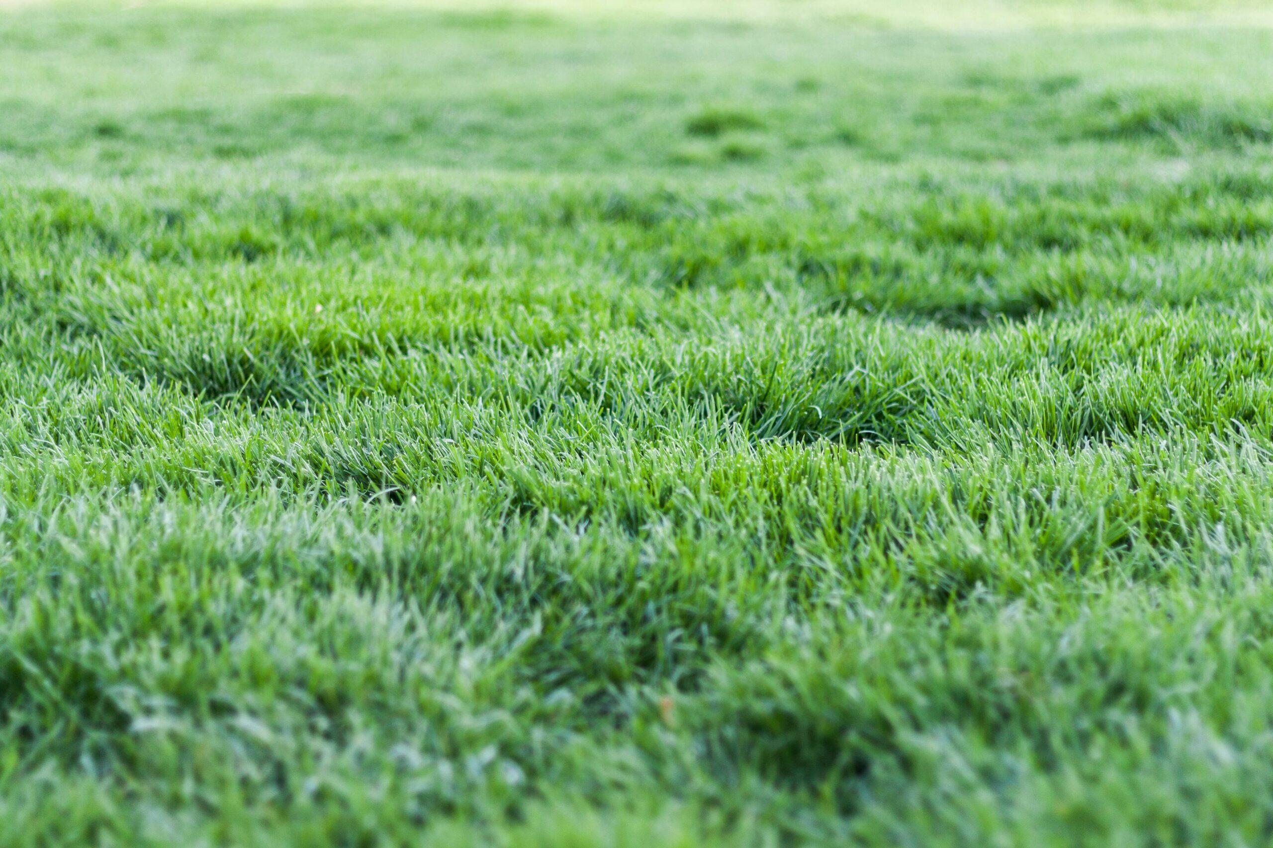 Lush Lawn