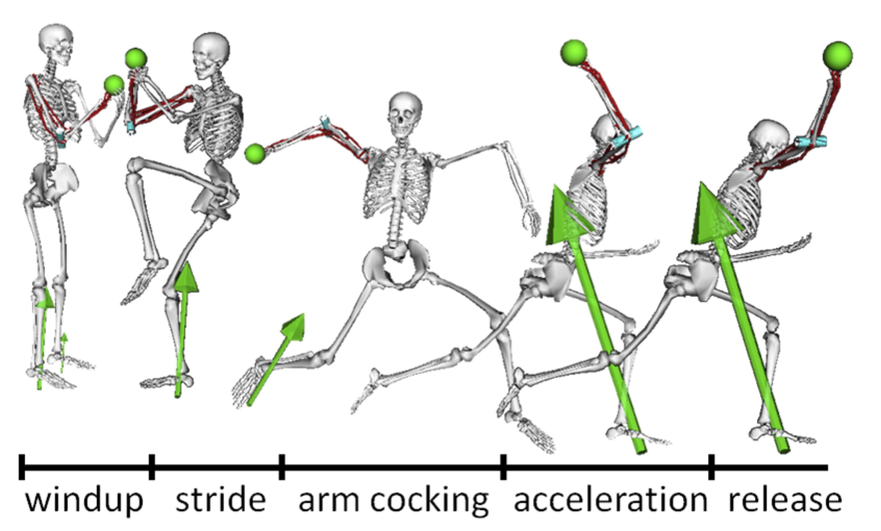 Biomechanics of an Effective Golf Follow-Through Biomechanics