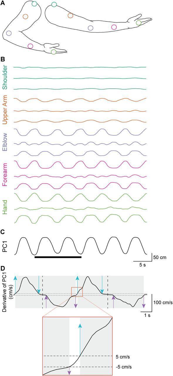 Here are several more engaging title options you can use: 1. Perfecting the Follow-Through: The Biomechanics and Muscle Secrets Behind Better Golf Shots 2. The Science of the Finish: How Joint Sequencing and Muscle Control Optimize Your Golf Follow-Thr Here's a comma-separated list of the most relevant keywords extracted from the article heading