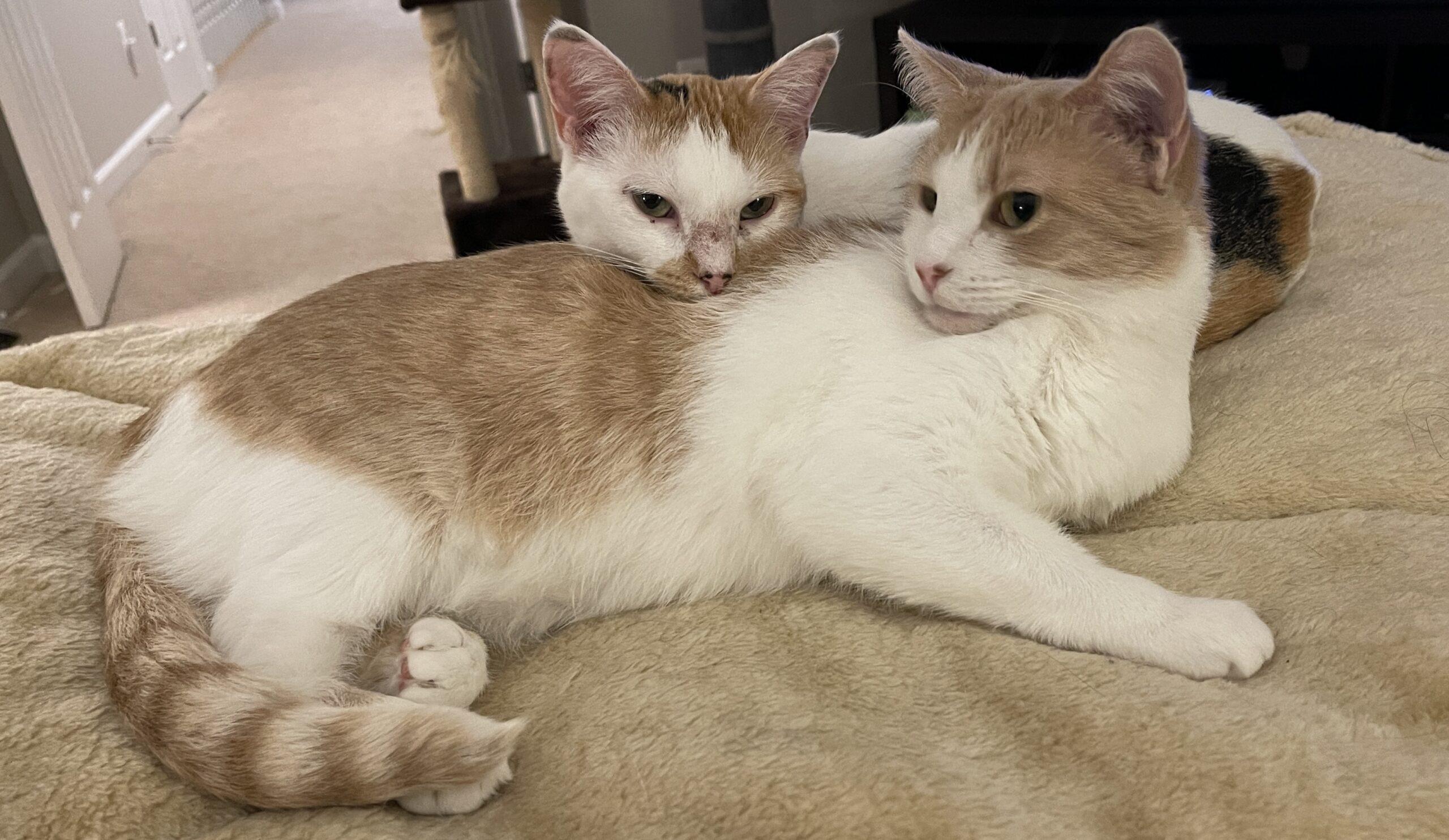 Here are several more engaging title options in different tones - pick the style you like or I can refine any of these: Analytical / Professional
- Rethinking Handicaps: A Data-Driven Look at Golf's Scoring Systems
- The Science of Fair Play: An Analytic Certainly! Here's a comma-separated list of teh moast relevant keywords extracted from the heading